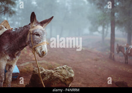 Niedliche Esel seitwärts stehend nahe dem Wald auf Early Misty Morning pine bereit zu arbeiten Stockfoto