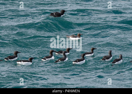 Norwegen, Spitzbergen, Nordaustlandet, Hinlopenstrete. Brunnich der trottellummen (Uria lomvia) nesting Klippen am Alkefjellet. Trottellummen. Stockfoto