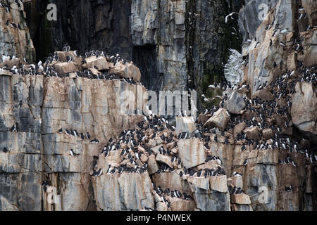 Norwegen, Spitzbergen, Nordaustlandet, Hinlopenstrete. Brunnich der trottellummen (Uria lomvia) Nistplatz auf Alkefjellet. Detail der Verschachtelung Klippen. Stockfoto