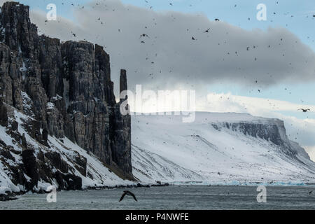 Norwegen, Spitzbergen, Nordaustlandet, Hinlopen Hinlopenstrete aka Strait. Brunnich der trottellummen (Uria lomvia) nesting Klippen am Alkefjellet. Stockfoto