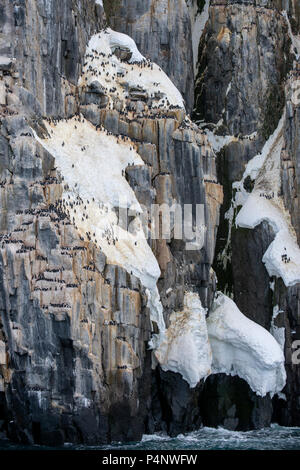 Norwegen, Spitzbergen, Nordaustlandet, Hinlopenstrete. Brunnich der trottellummen (Uria lomvia) Nistplatz auf Alkefjellet. Detail der Verschachtelung Klippen. Stockfoto