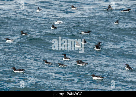 Norwegen, Spitzbergen, Nordaustlandet, Hinlopenstrete. Brunnich der trottellummen (Uria lomvia) nesting Klippen am Alkefjellet. Stockfoto