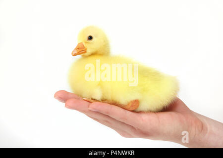 Neugeborener Gosling in der Hand, isoliert auf weißem Hintergrund Stockfoto