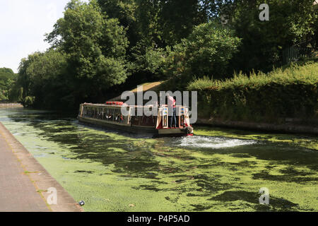 London, Großbritannien. 23. Juni 2018.: ein lastkahn macht seinen Weg entlang der Regent's Canal in Giftig grüne Algen bedeckt, wie viel von dem Vereinigten Königreich wird erwartet heißes Wetter und hohen Temperaturen an diesem Wochenende mit der Temperatur zu erwarten 30 Grad Celsius in großen Teilen des Landes Credit: Amer ghazzal/Alamy Leben Nachrichten erreichen zu genießen Stockfoto