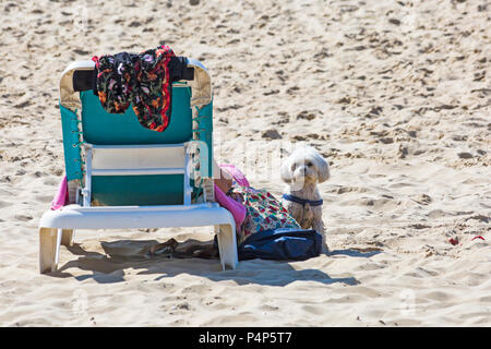 Bournemouth, Dorset, Großbritannien. Juni 2018. Wetter in Großbritannien: Schöner, heißer, sonniger Morgen an den Stränden von Bournemouth, wenn Besucher früh am Meer sind, um einen Platz zu bekommen, bevor es später voll wird und um das Beste aus der Sonne zu machen, wenn die Temperaturen für die Hitzewelle steigen. Frau, die sich auf der Sonnenliege, der Sonnenliege, mit Hund auf dem Sand an der Seite entspannt. Quelle: Carolyn Jenkins/Alamy Live News Stockfoto