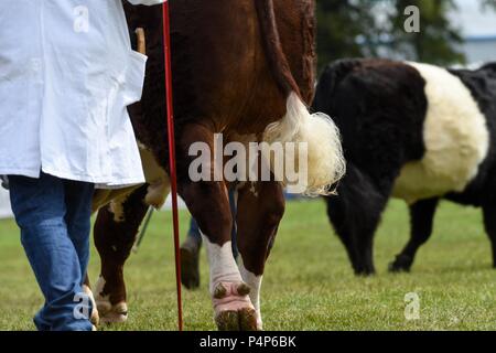 Edinburgh, Großbritannien, 23. Juni 2018. Royal Highland Show, Edinburgh, Schottland: 23. Juni 2018: Tag drei an der Royal Highland Show, Edinburgh Credit: Kay Roxby/Alamy leben Nachrichten Stockfoto