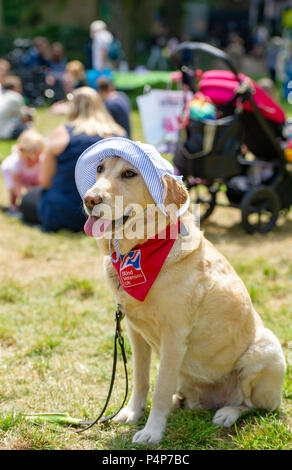 Brighton UK 23. Juni 2018 - Zara der Labrador trägt einen Sonnenhut holen wie Sie genießt die schöne sonnige Wetter in Brighton Pavilion Gardens, wo Sie helfen, war Geld für Blinde Veteranen UK heben mit Temperaturen gesetzt in Großbritannien in den nächsten Tagen Gutschrift zu steigen: Simon Dack/Alamy leben Nachrichten Stockfoto