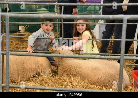 Schottland, Großbritannien. 23. Juni 2018. Tag drei an der Royal Highland Show, Edinburgh Credit: Kay Roxby/Alamy leben Nachrichten Stockfoto