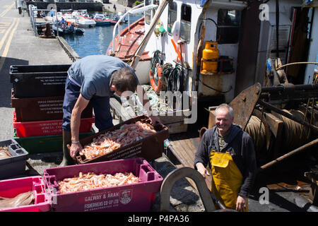 Schull, West Cork, Irland. 23. Juni 2018. Ein weiterer schöner sonniger Tag mit den lokalen Fischern Landung eine feine gemischte Fang von Garnelen und Fisch. Credit: aphperspective/Alamy leben Nachrichten Stockfoto