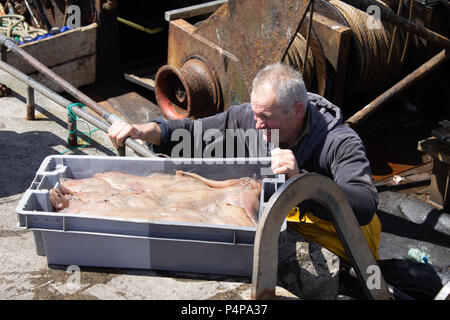 Schull, West Cork, Irland. 23. Juni 2018. Ein weiterer schöner sonniger Tag mit den lokalen Fischern Landung eine feine gemischte Fang von Garnelen und Fisch. Credit: aphperspective/Alamy leben Nachrichten Stockfoto