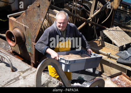 Schull, West Cork, Irland. 23. Juni 2018. Ein weiterer schöner sonniger Tag mit den lokalen Fischern Landung eine feine gemischte Fang von Garnelen und Fisch. Credit: aphperspective/Alamy leben Nachrichten Stockfoto