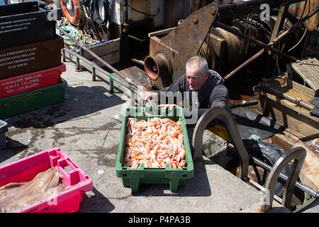 Schull, West Cork, Irland. 23. Juni 2018. Ein weiterer schöner sonniger Tag mit den lokalen Fischern Landung eine feine gemischte Fang von Garnelen und Fisch. Credit: aphperspective/Alamy leben Nachrichten Stockfoto