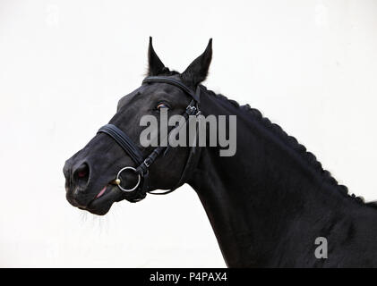 Der böse schwarze Pferd ist nervös Stockfoto