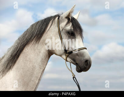 Arabian Horse, grau, Porträt, das Tragen einer Show Halfter Stockfoto