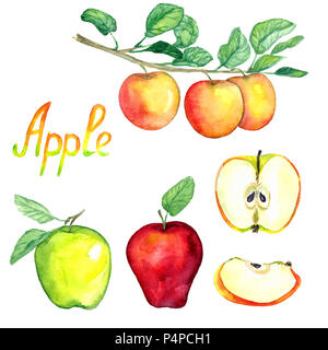 Äpfel Zweig mit Früchten, grüne und rote Äpfel mit Blättern und geschnittenen Scheiben, isolierte Handgemalten Aquarell Abbildung Stockfoto