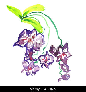 Cooktown Orchidee (Vappodes Phalaenopsis) Blumen und Blätter (floral Emblem von Queensland, Australien), isolierte Handgemalten Aquarell set Stockfoto