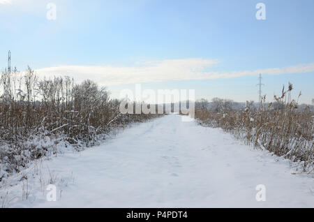 Schneebedeckten wilden Sumpf mit viel Gelb Schilf, mit einer Schicht von Schnee bedeckt. Winterlandschaft in Marschland. Stockfoto