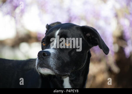 Teilweise Körper geschossen eine große Rasse schwarzer Hund schaut, um zu Ihrer Rechten. Sie ist ein Boxer Greyhound gemischte Rasse Hund. Sie steht im Freien. Stockfoto