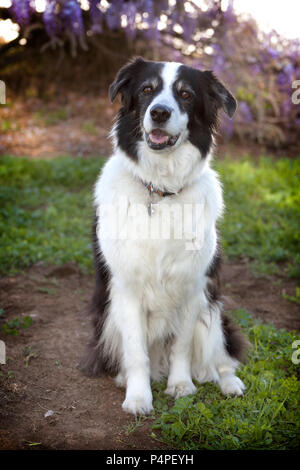 Ein älterer mini Australian Shepherd Dog liegt sehr ruhig auf einer Landschaft von Schmutz, grünes Gras und Unkraut. Sie hat ihren Mund leicht geöffnet, als ob ein Lächeln auf den Lippen. Stockfoto