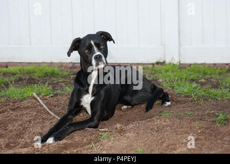 Boxer Greyhound gemischte Rasse schwarzer Hund sitzt mit einem Stock in den Garten, Sie auf Schmutz mit Gras und Unkraut, die um Sie herum sitzt. Sie ist eingezäunt. Stockfoto