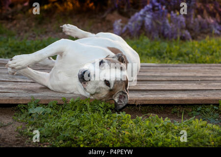 Von einem alten Pit Bull Dog ist die Verlegung auf Ihrer Seite auf einer Holzterrasse. Es gibt Unkraut und verschiedene Gräser wachsen um Sie herum und Lila wisteria Reben Stockfoto