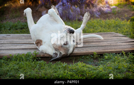 Alten pitbull Hund liegt auf dem Rücken mit den Füßen in der Luft. Sie wird von den Unkräutern und Gräsern Grün umgeben. Ihre Augen sind offen und Mund ist geschlossen. Stockfoto