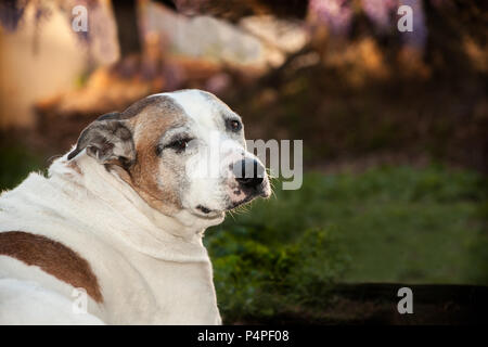 Eine ältere Weiß und tan Pitbull sitzt im Gras mit einem Profil zurück zur Kamera schaut. Ihr schlappohren sind wieder verstaut. Sie ist draußen. Stockfoto