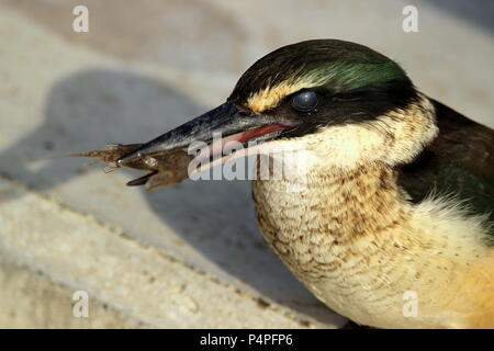 Eisvogel mit Beute Stockfoto