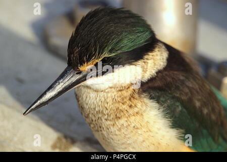 Eisvogel mit Beute Stockfoto