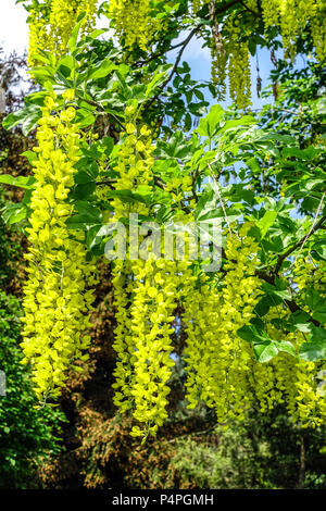 Goldene Kette, Laburnum Watereri Vossii Stockfoto