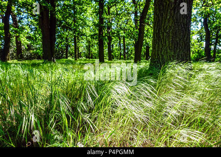 Gras unter Eichenbäumen in Waldunterholz, Waldgras Stockfoto