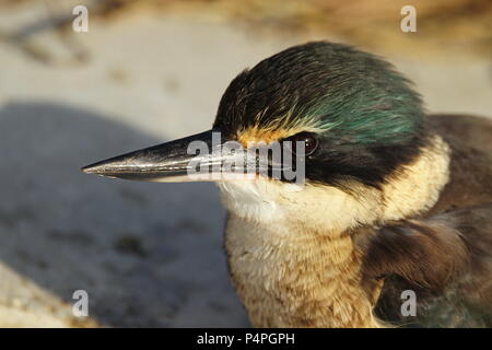 Eisvogel mit Beute Stockfoto