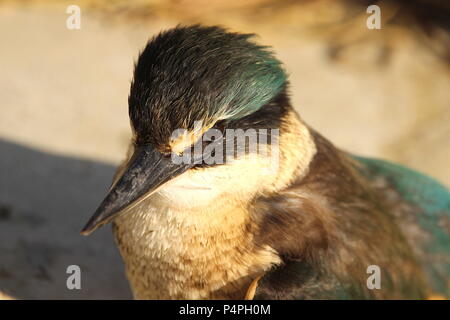 Eisvogel mit Beute Stockfoto