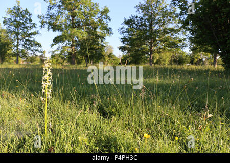 Kleiner Schmetterling - Orchid (Platanthera bifolia) auf Öland, Schweden Stockfoto