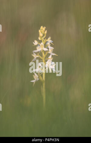 Kleiner Schmetterling - Orchid (Platanthera bifolia) auf Öland, Schweden Stockfoto