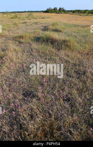 Sparsamkeit (Armeria maritima) auf Grünland in der Nähe von Byrum, Schweden Stockfoto