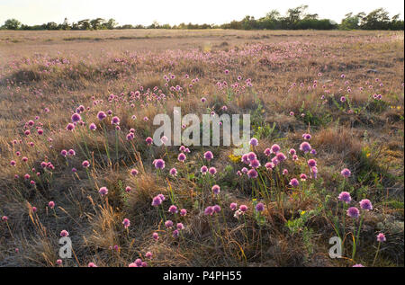 Sparsamkeit (Armeria maritima) auf Grünland in der Nähe von Byrum, Schweden Stockfoto