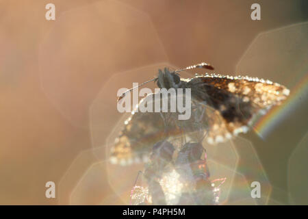 Malvae grizzled Skipper (Schmetterling) Stockfoto