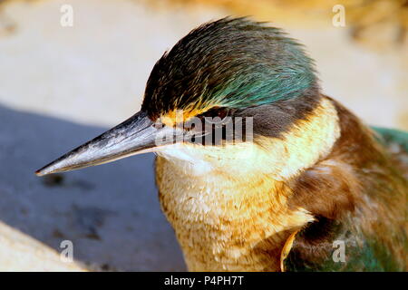 Eisvogel mit Beute Stockfoto