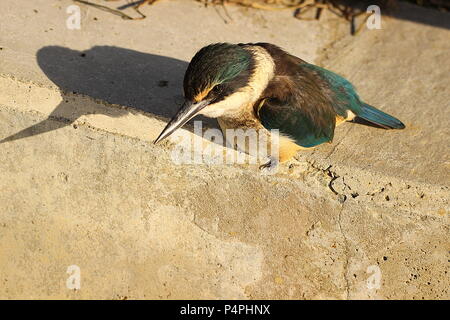 Eisvogel mit Beute Stockfoto