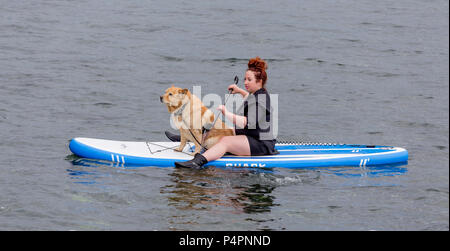 Russland, Wladiwostok, 26.05.2018. Eine Frau und großer Hund auf dem SUP Board im Meer schwimmen. SUP-boarding ist beliebte Art von Surfen Sport. Sport und Hobby. Stockfoto