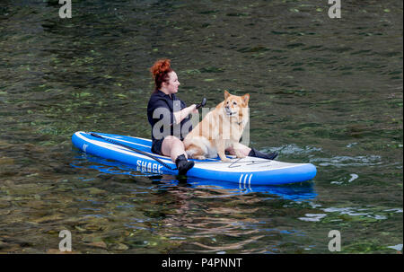 Russland, Wladiwostok, 26.05.2018. Eine Frau und großer Hund auf dem SUP Board im Meer schwimmen. SUP-boarding ist beliebte Art von Surfen Sport. Sport und Hobby. Stockfoto