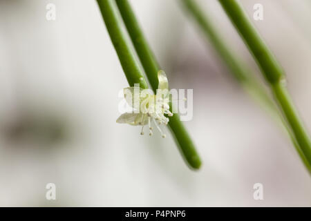 Nahaufnahme eines Rhipsalis Blume Stockfoto