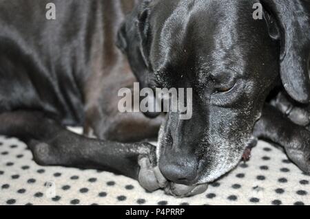 Schwarzer Labrador Retriever schlafen auf dem Sofa, Nahaufnahme, selektiven Fokus Stockfoto