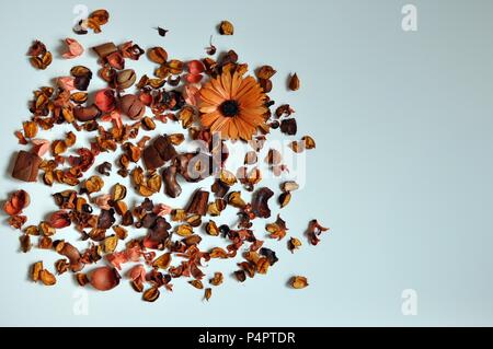 Zufällige Anordnung der getrockneten braunen Blumen isoliert, Kopieren, flach Stockfoto