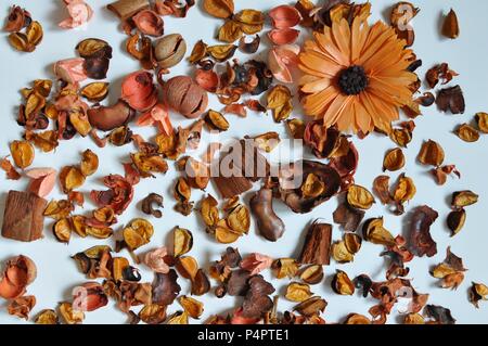 Zufällige Anordnung der getrockneten braunen Blumen isoliert, weißer Hintergrund, flach Stockfoto