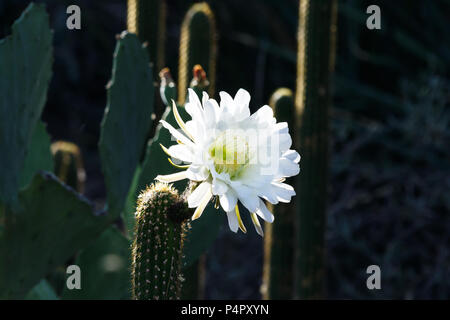 Riesige weiße Blume blühen auf argentinischen riesigen Kakteen (echinopsis Candicans) aus Südamerika. Es blütenblätter einzigartigen Glanz, Gegenlicht der Morgen Stockfoto