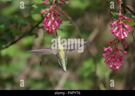 Frau Anna's Hummingbird Fütterung auf Rot-blühenden Johannisbeere Stockfoto