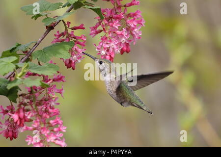 Frau Anna's Hummingbird Fütterung auf Rot-blühenden Johannisbeere Stockfoto