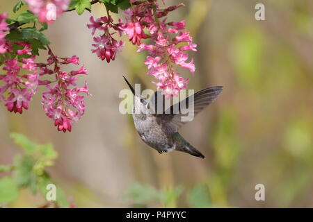 Frau Anna's Hummingbird Fütterung auf Rot-blühenden Johannisbeere Stockfoto